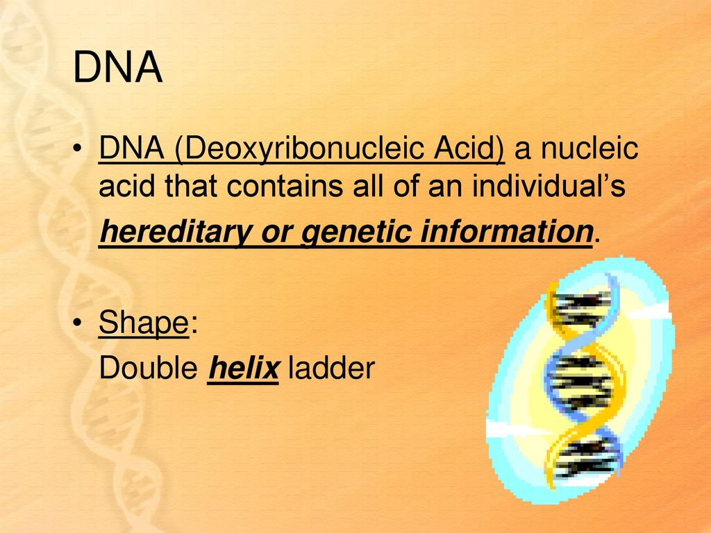 Unit 5 biology notes dna objective 1 describe the structure of dna