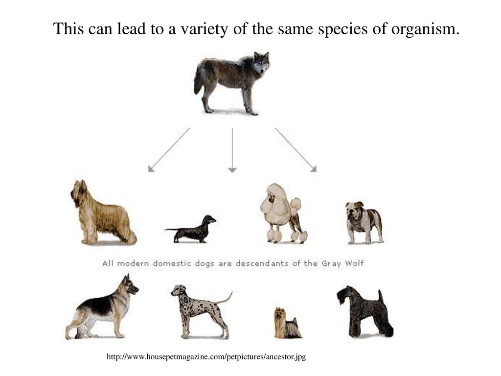Происхождение породы животного. Селекция собак. Искусственный отбор собак. Эволюция собак. Происхождение пород собак.