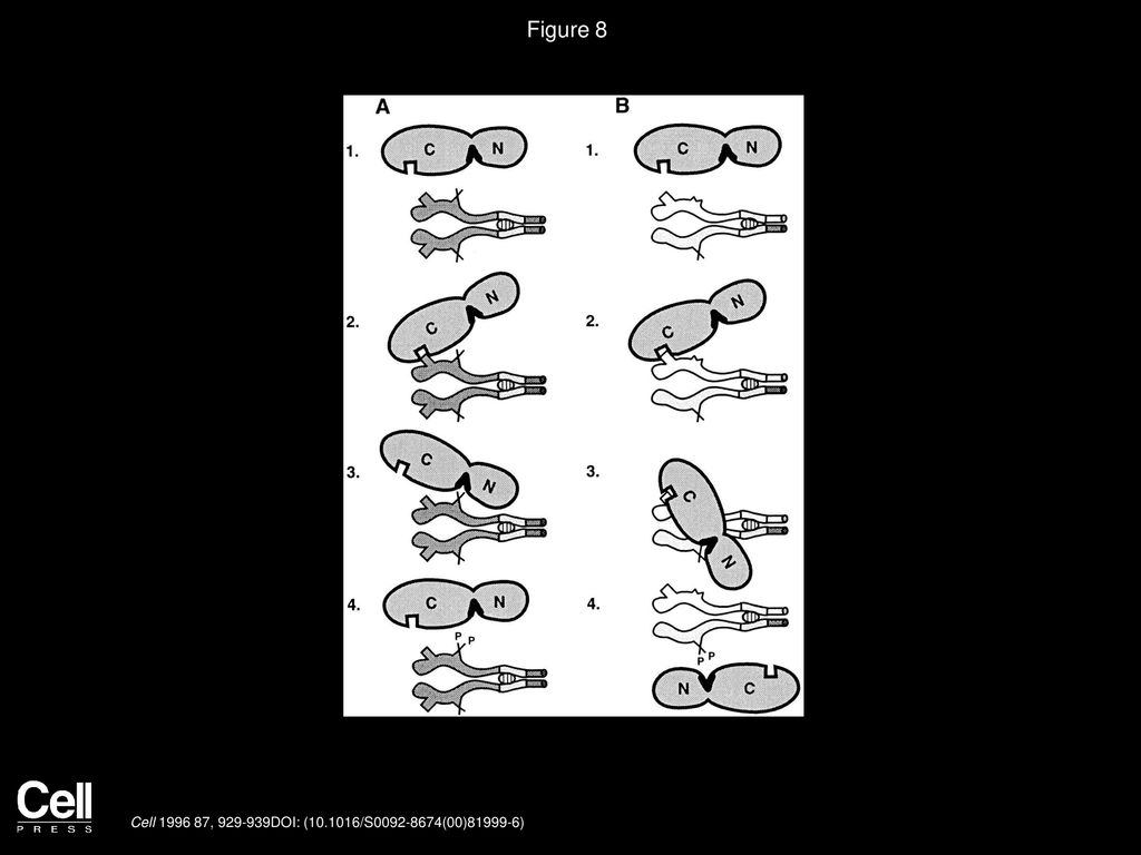 Figure 8 Models Describing Phosphorylation of Jun Proteins by JNK