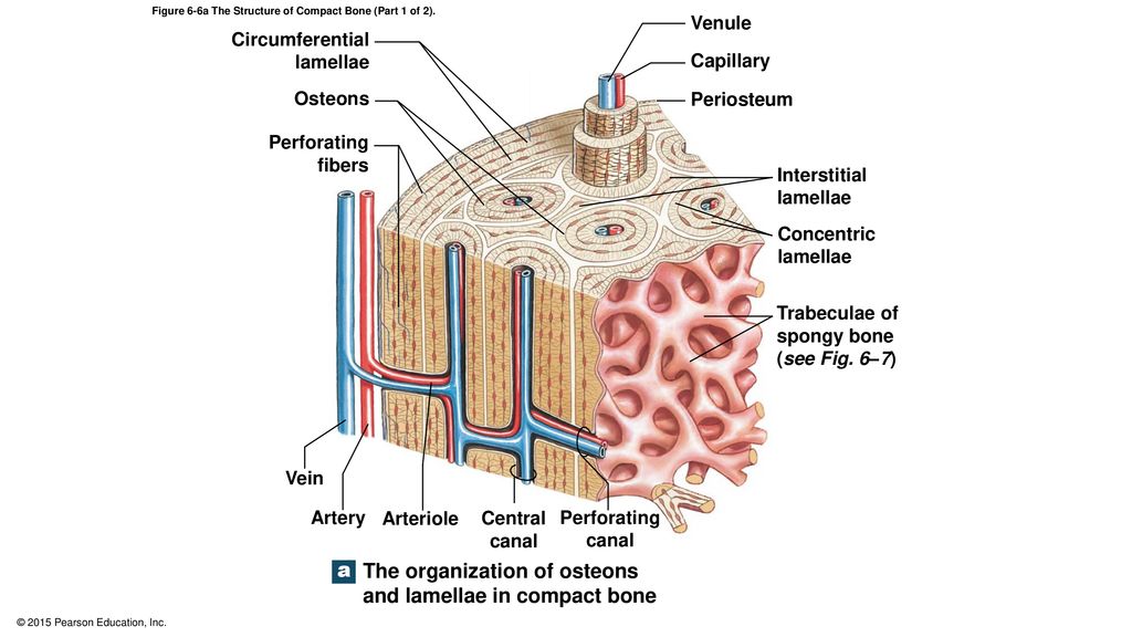 6 4 Compact Bone And Spongy Bone Ppt Download