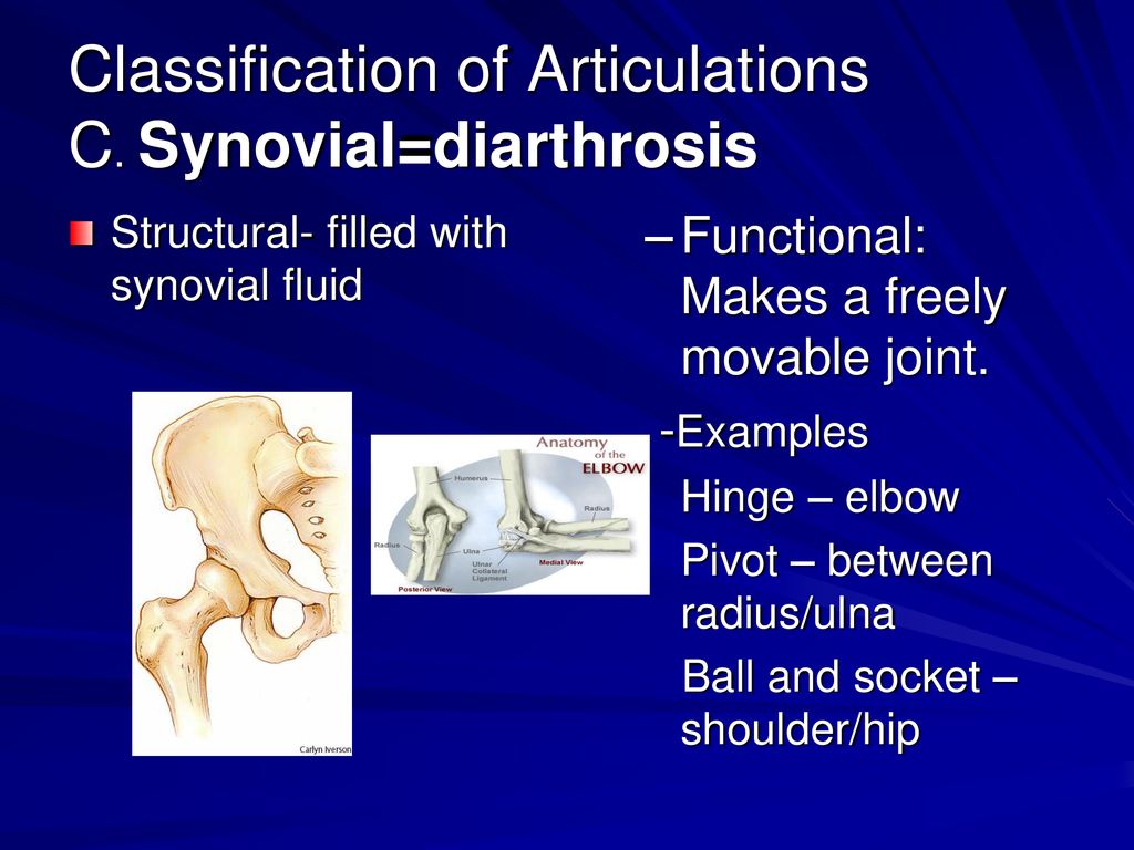 Classification of Articulations C. Synovial=diarthrosis