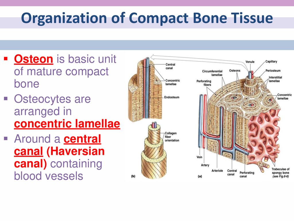 Organization of Compact Bone Tissue