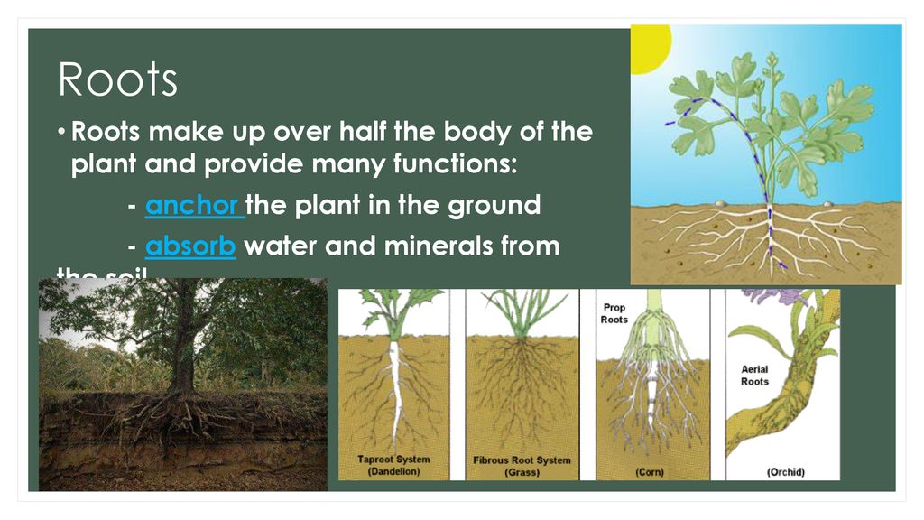 Roots Roots make up over half the body of the plant and provide many functions: - anchor the plant in the ground.
