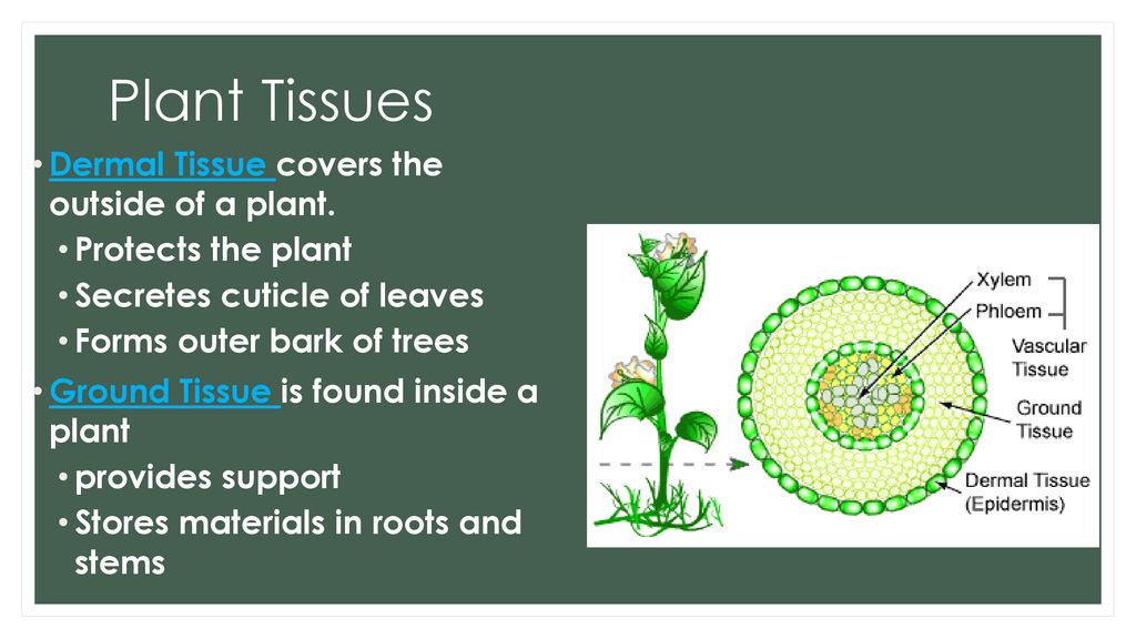 Plant Tissues Dermal Tissue covers the outside of a plant.