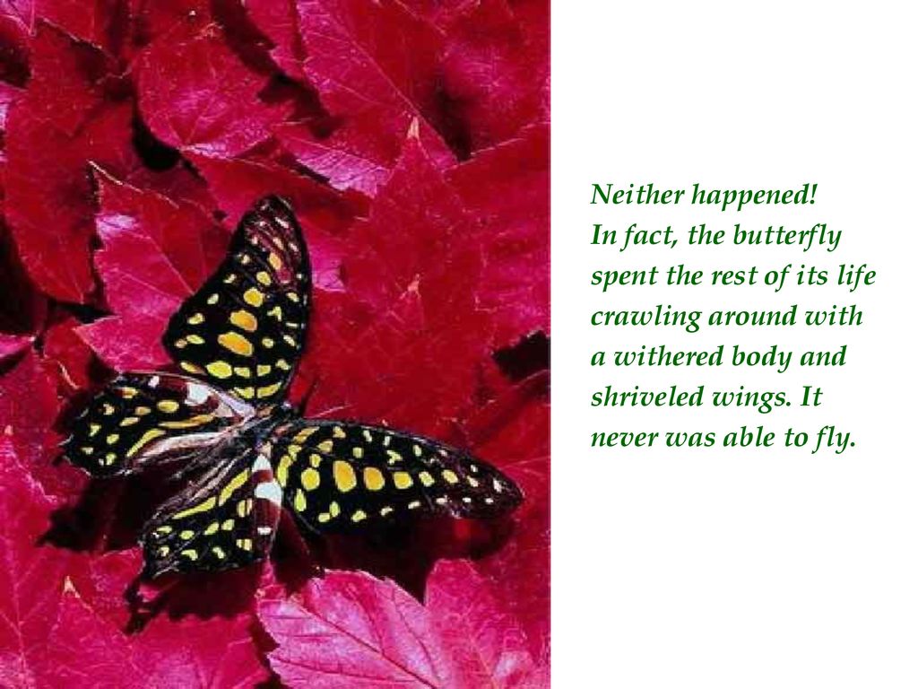 Neither happened! In fact, the butterfly. spent the rest of its life. crawling around with. a withered body and.