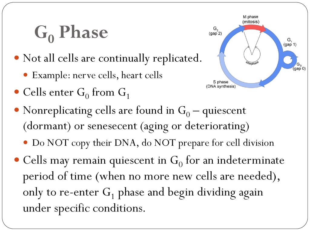 Phase G0 Cell Enters What Biology Diagrams