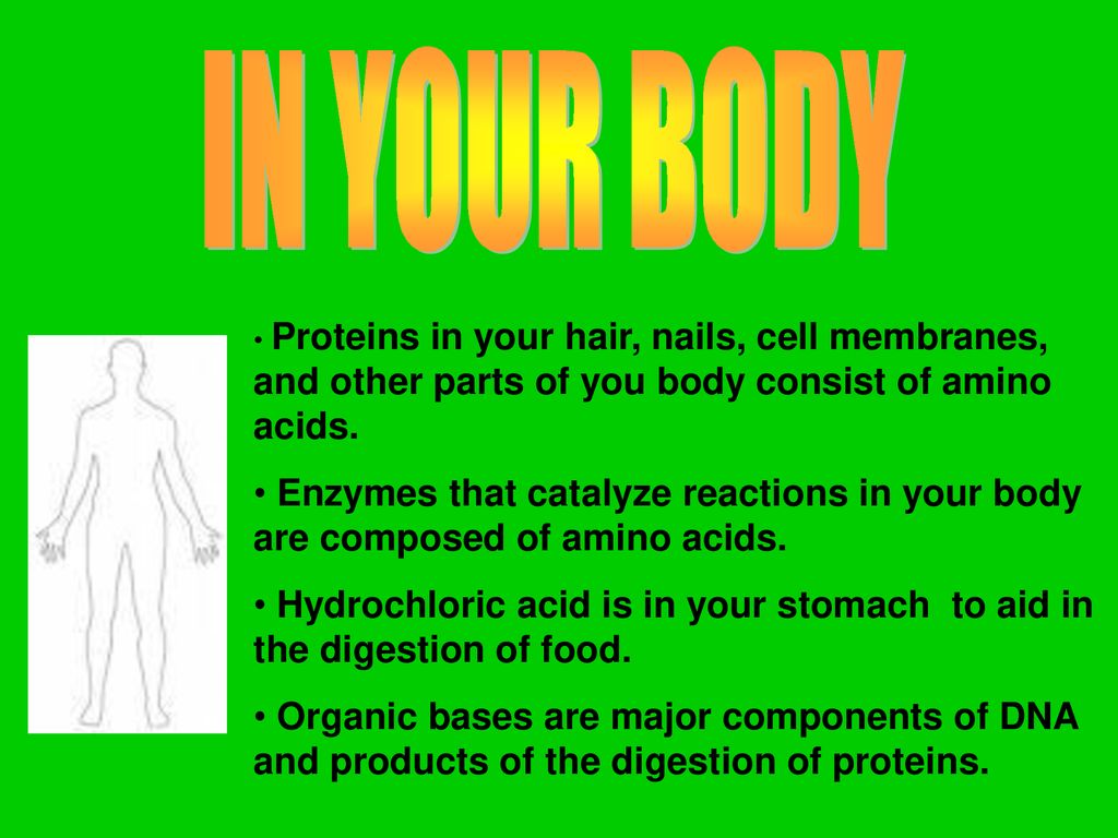 IN YOUR BODY Proteins in your hair, nails, cell membranes, and other parts of you body consist of amino acids.