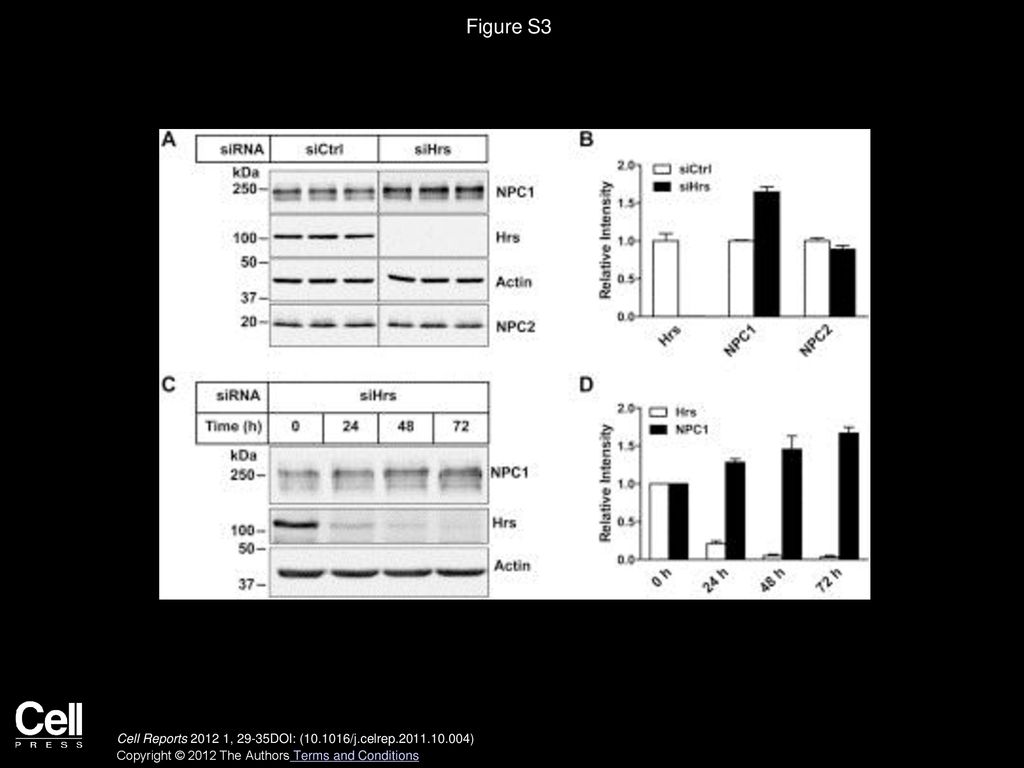 Figure S3 Expression of NPC1, but Not NPC2, Is Upregulated upon Hrs Depletion.