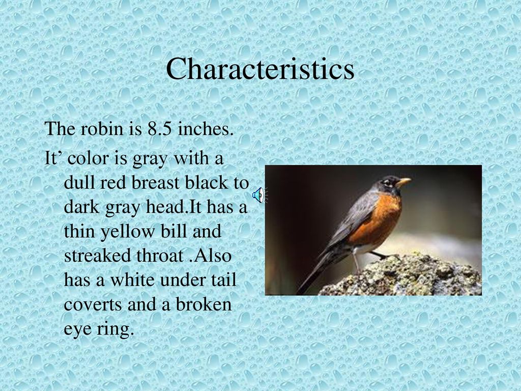 American Robin Shelby Mrs.barron ppt download