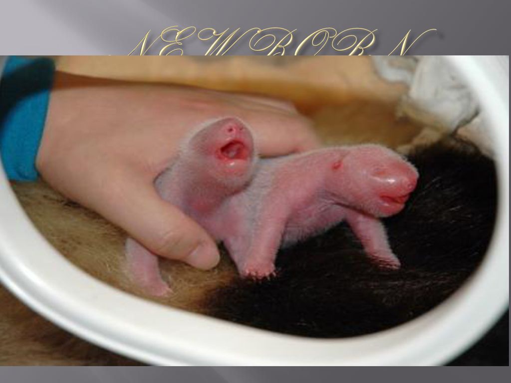 Когда родились животные. Вес новорожденного медвежонка. Новорожденный Медвежонок размер. Новорожденный бурый Медвежонок.