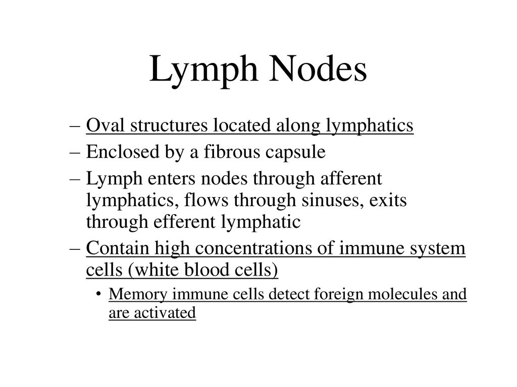 Lymphatic System. - ppt download