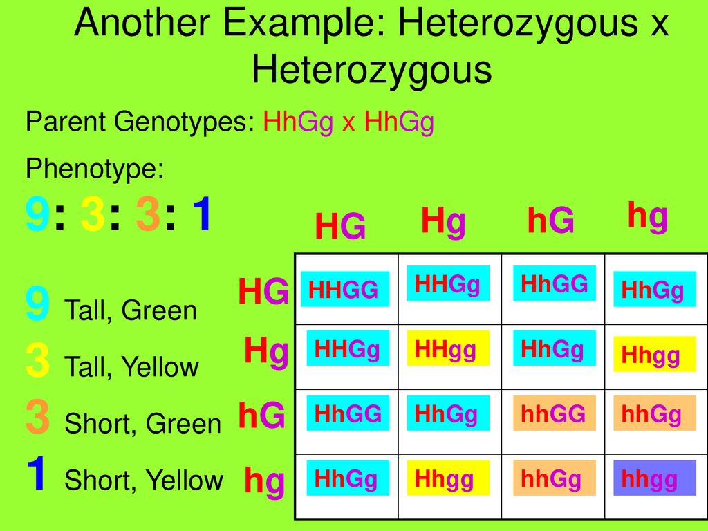 What is the phenotype ratio of HhGg HHGg
