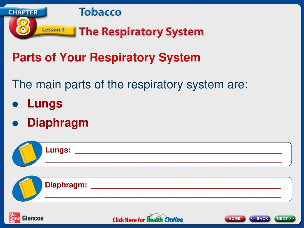 Your Respiratory System Page ppt download Biology Diagrams