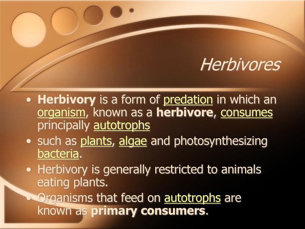Food Relationships. Biology Diagrams