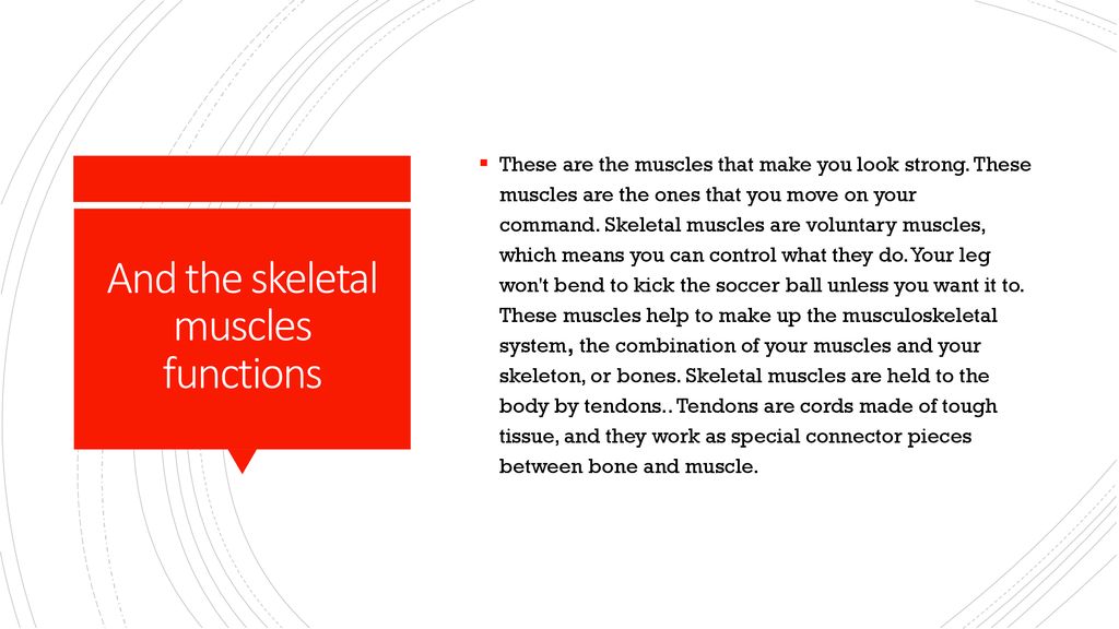 Muscular System By Clayton Ppt Download muscular-system-by-clayton-ppt-download