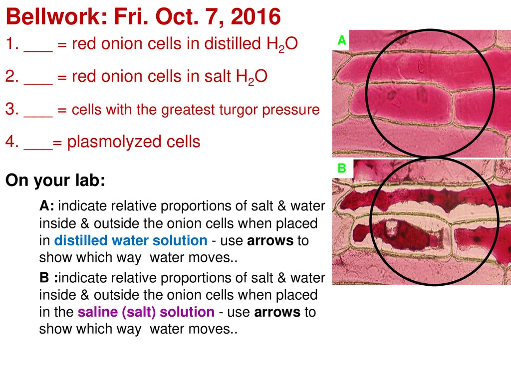 plasmolysis experiment onion cell