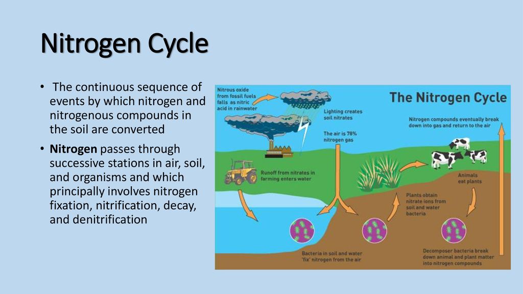 Nitrogen Cycle The continuous sequence of events by which nitrogen and nitrogenous compounds in the soil are converted.
