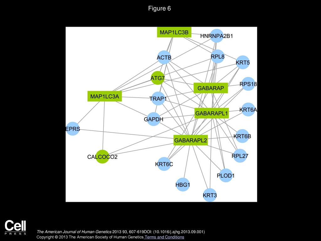 Figure 6 Interaction of Genes Hit by 1–30 kb Deletions in Cases with Autophagy Genes.