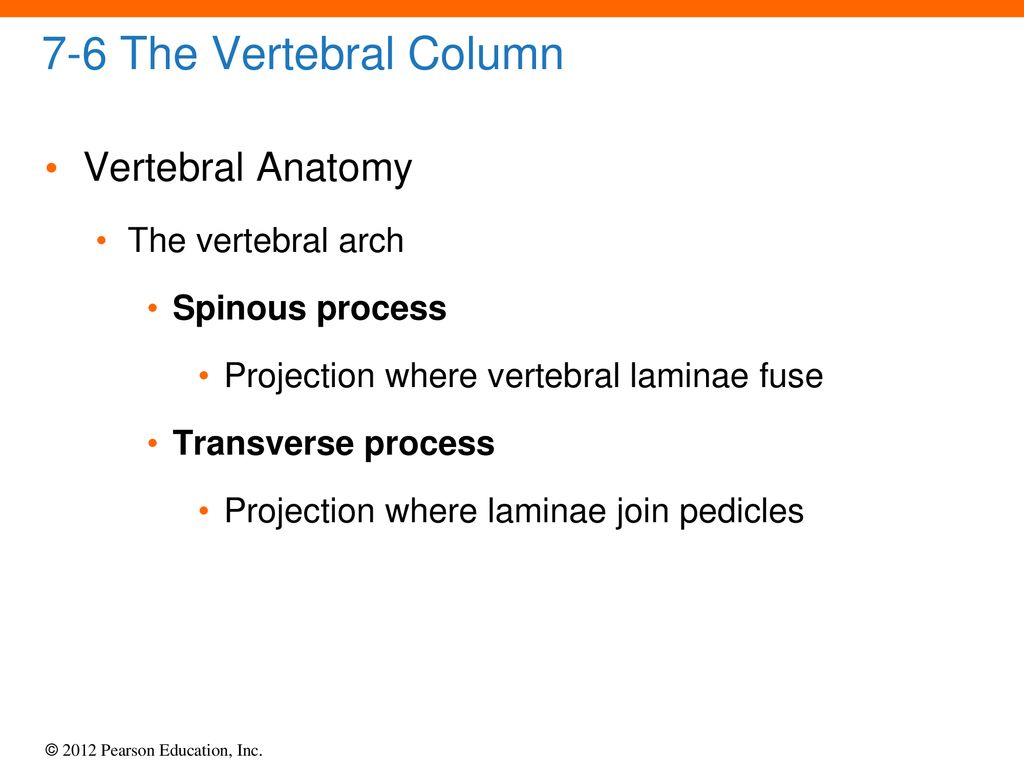 7-6 The Vertebral Column Vertebral Anatomy The vertebral arch