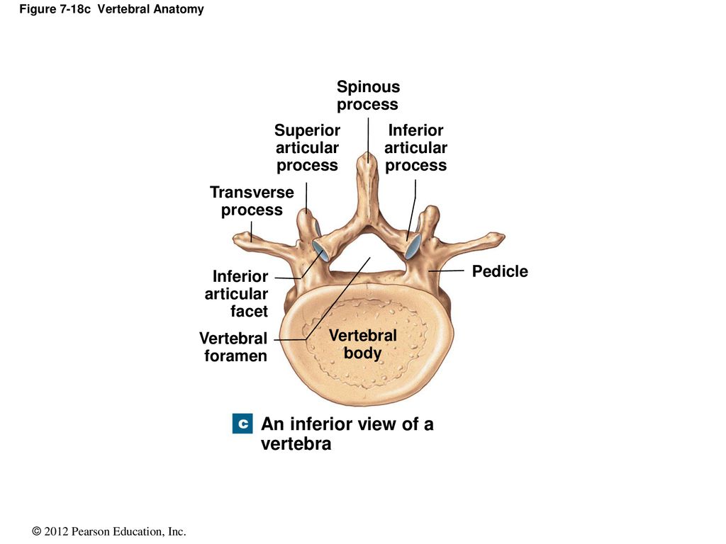 Figure 7-18c Vertebral Anatomy