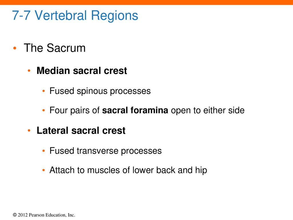 7-7 Vertebral Regions The Sacrum Median sacral crest