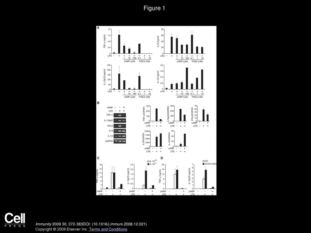 Figure 1 Effect of 8-bromo-cAMP and PGE2 on LPS-Induced Cytokine Production in BMDCs.