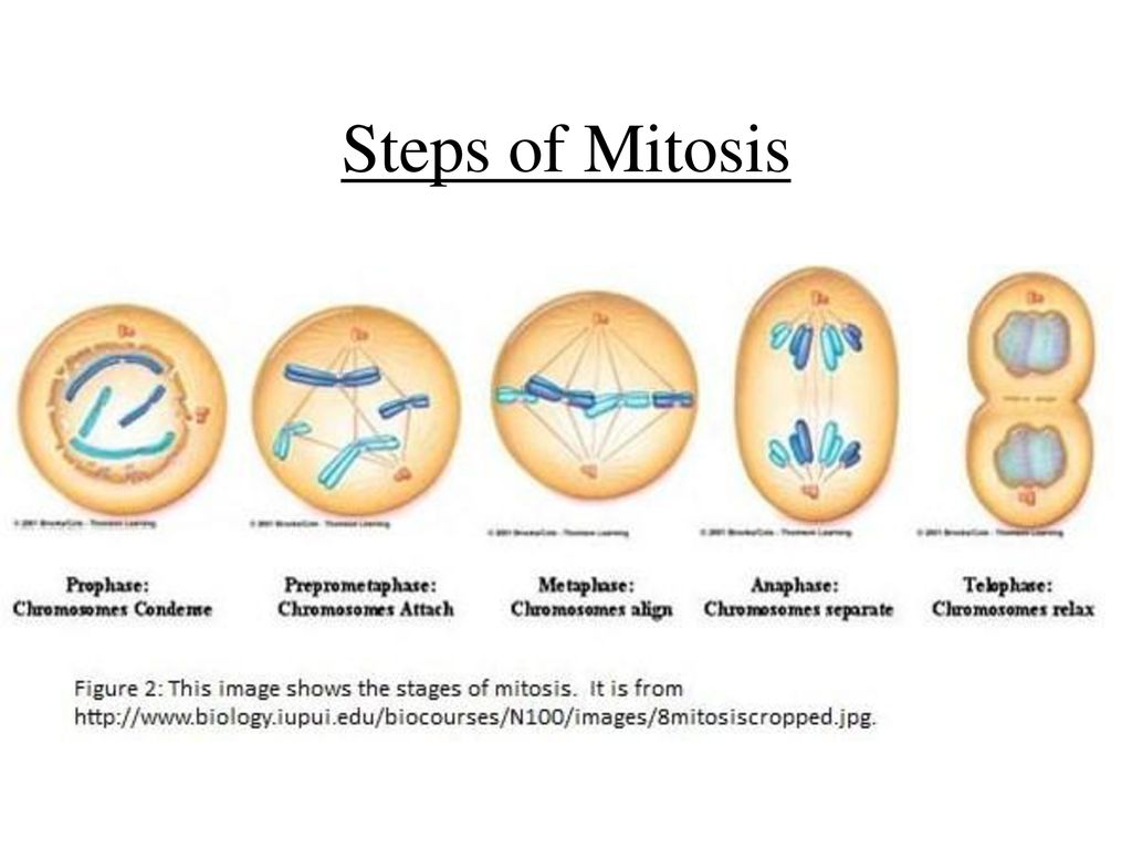 Cell cycle mitosis ppt download