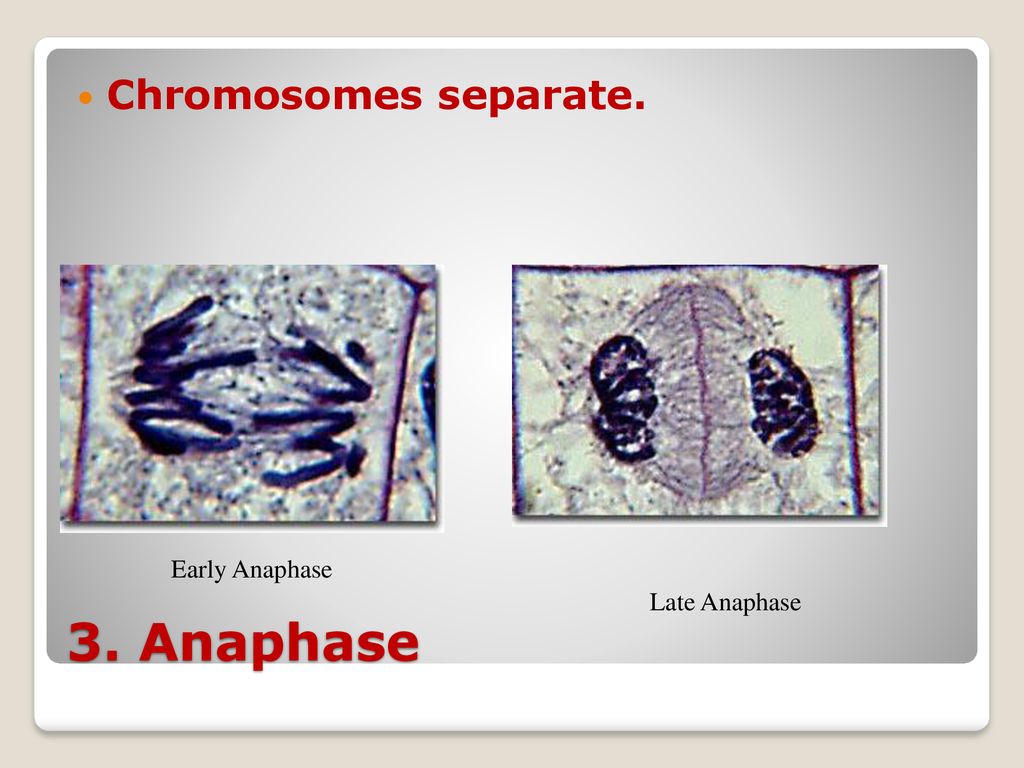Science Starter How does an asexual organism reproduce Biology Diagrams