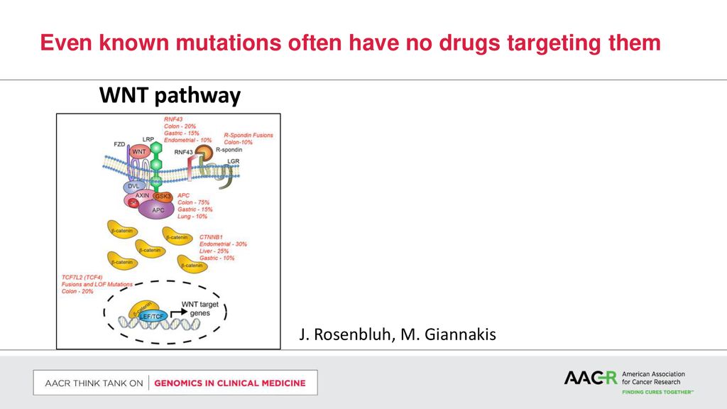 WNT pathway Even known mutations often have no drugs targeting them
