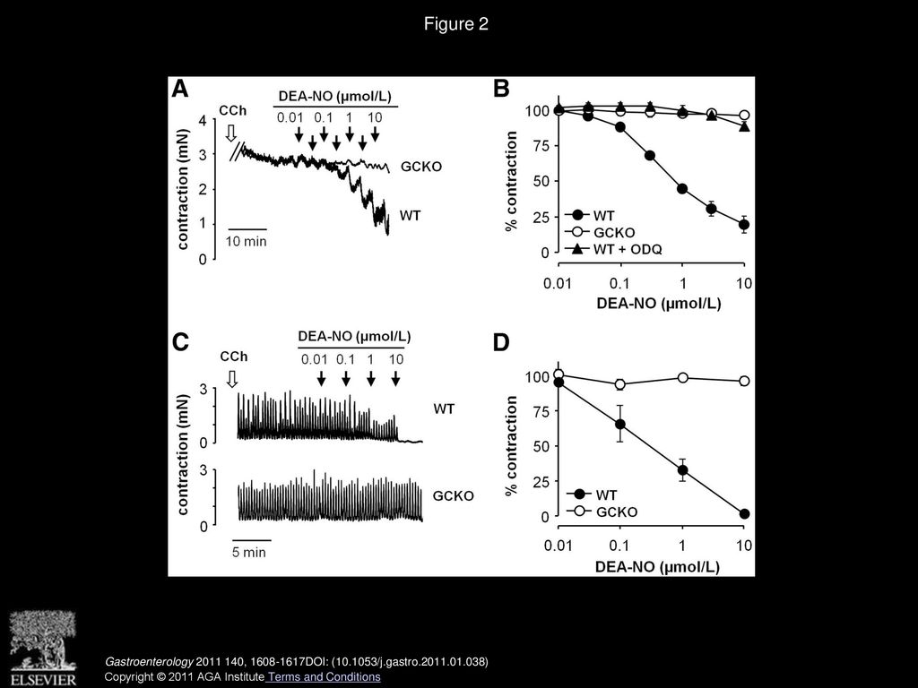 Nitric Oxide Sensitive Guanylyl Cyclase Is Dispensable For Nitrergic