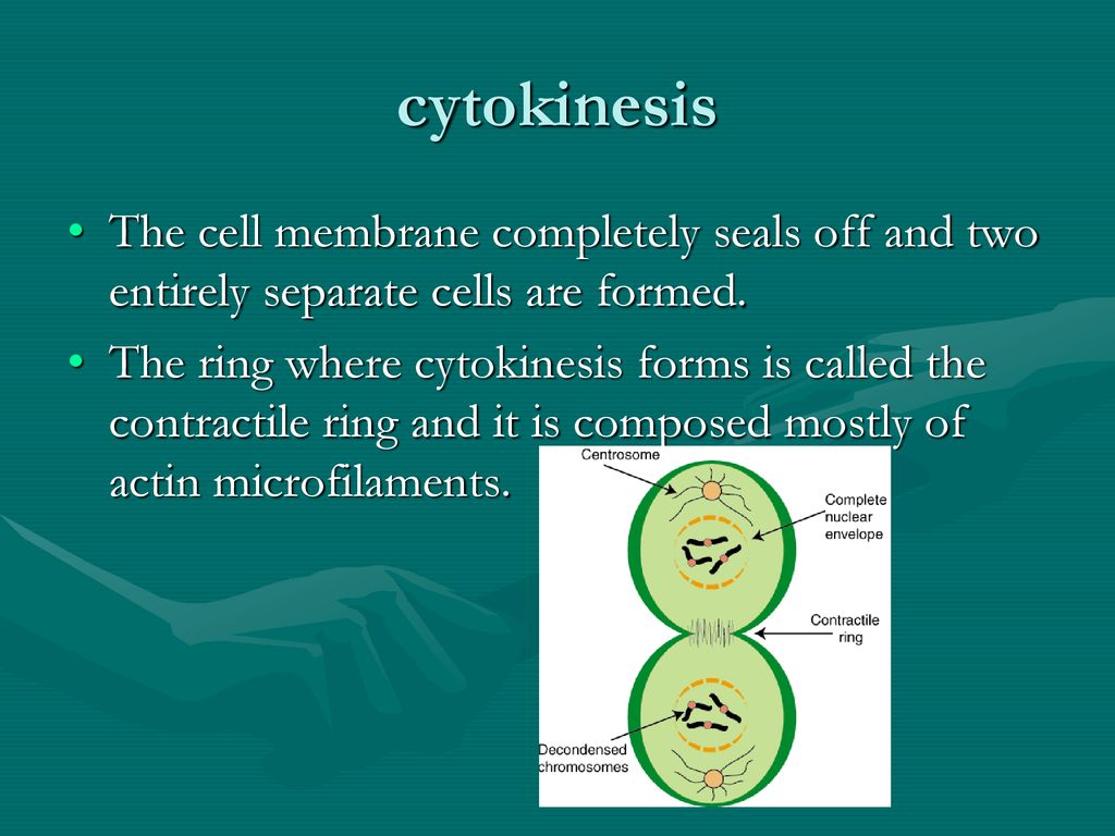 The AP of the Cell Biology Diagrams