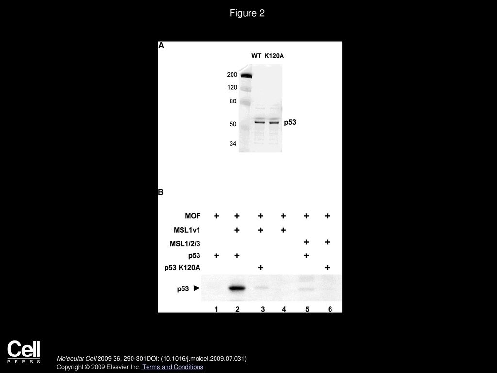Figure 2 MOF-MSL1v1 Is Specifically Required to Acetylate p53 K120 In Vitro.