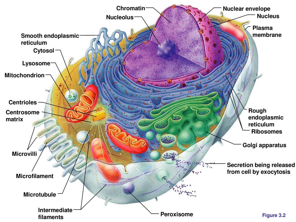Labeled Cell Model