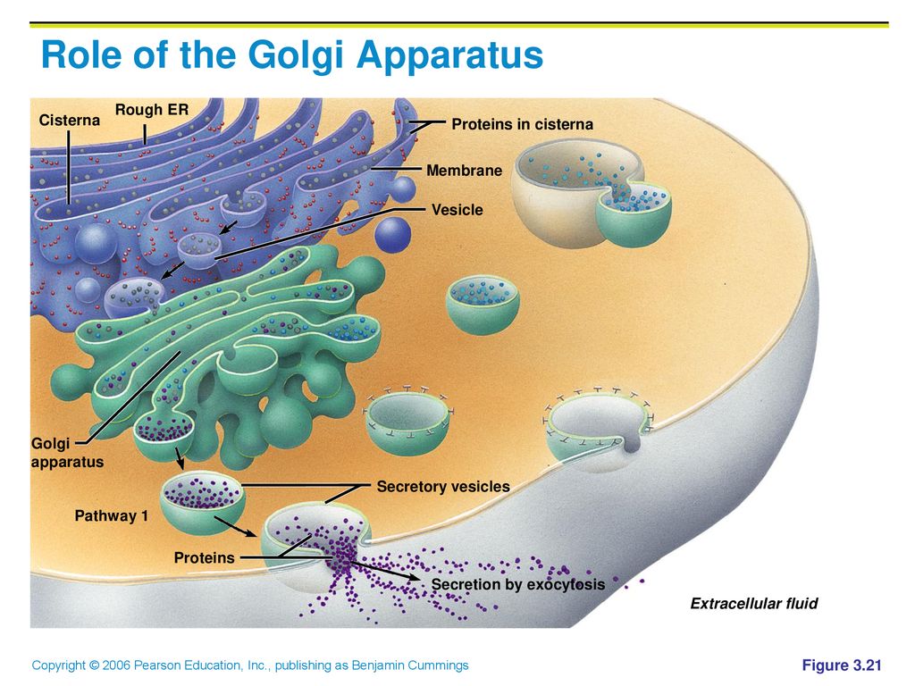 Реферат: ER The Golgi Body And Vesicles Essay
