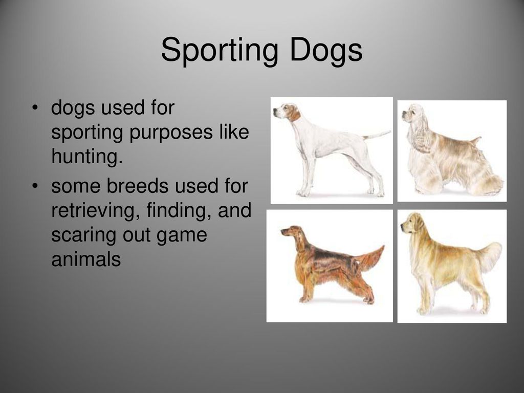 what are sporting dogs used for