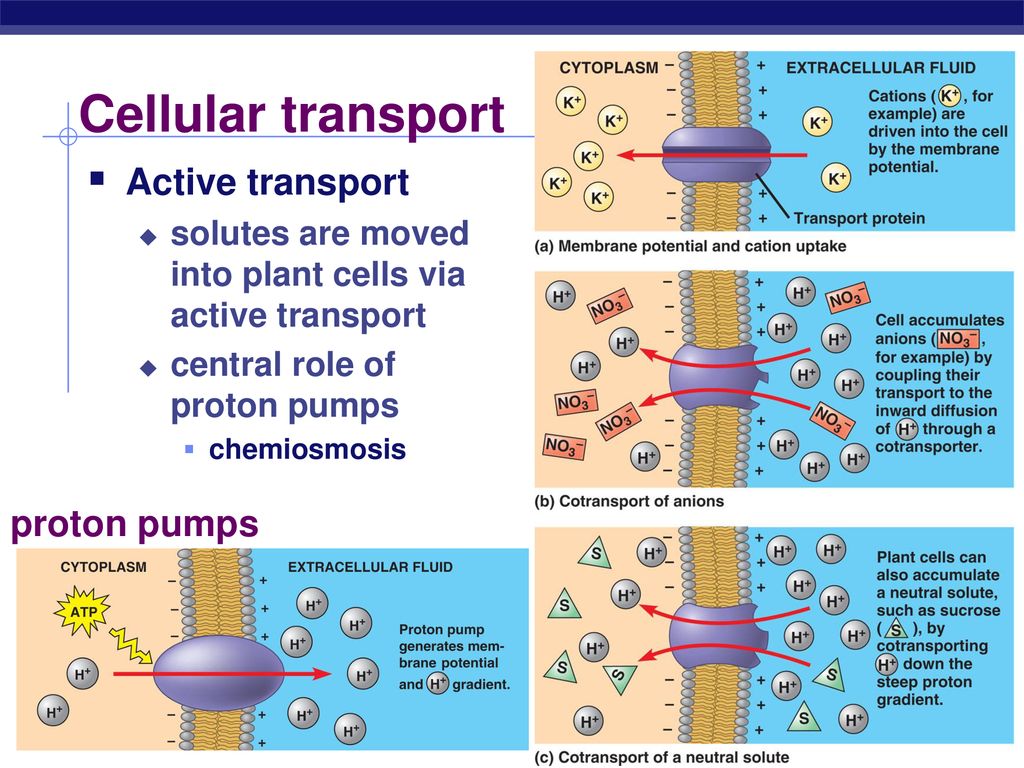 Transport in Plants. - ppt download