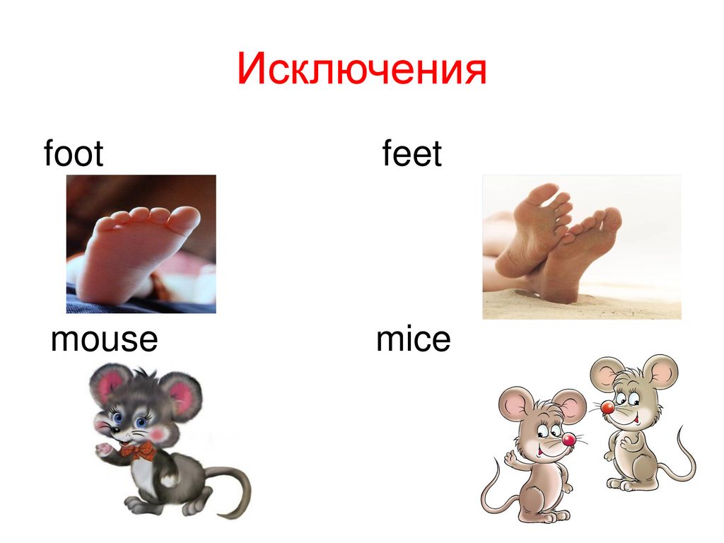Foot множественное число на английском. A Mouse во множественном. Foot feet исключения. Foot множественное число foot. Mouse Mice множественное число.