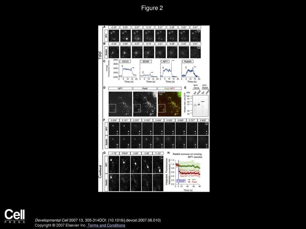 Figure 2 The Behavior of Rab6 on Individual Exocytotic Vesicles