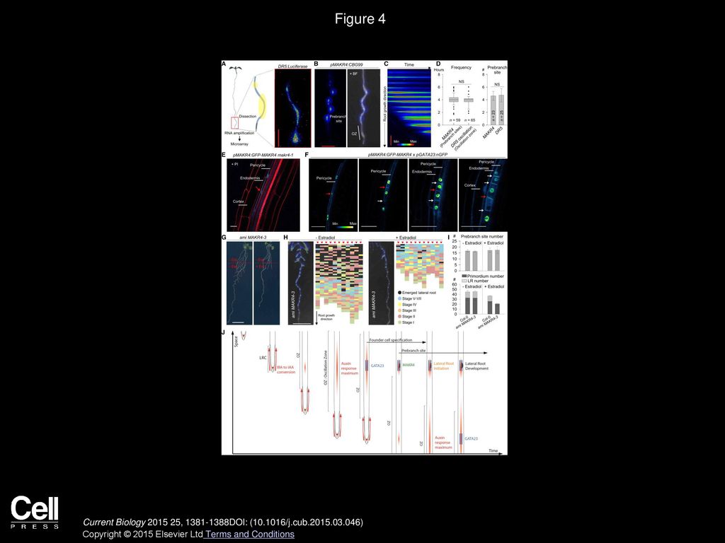 Figure 4 MAKR4 Acts Downstream of the IBA-to-IAA Conversion to Regulate LR Development.