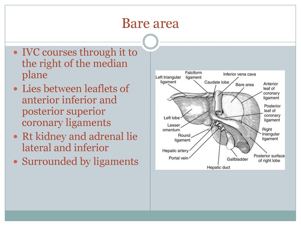 The Liver. ppt download The Liver. ppt download