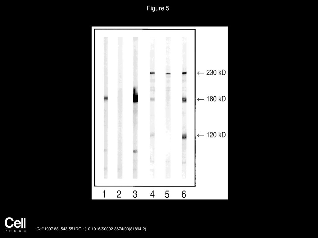 Figure 5 The Revertant (WT/R1226X ) Keratinocytes Express Normal Length Type XVII Collagen Protein at Reduced Levels.