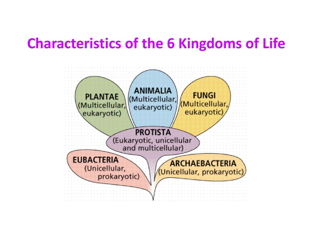 Which of the following is not a kingdom of life? - ppt download