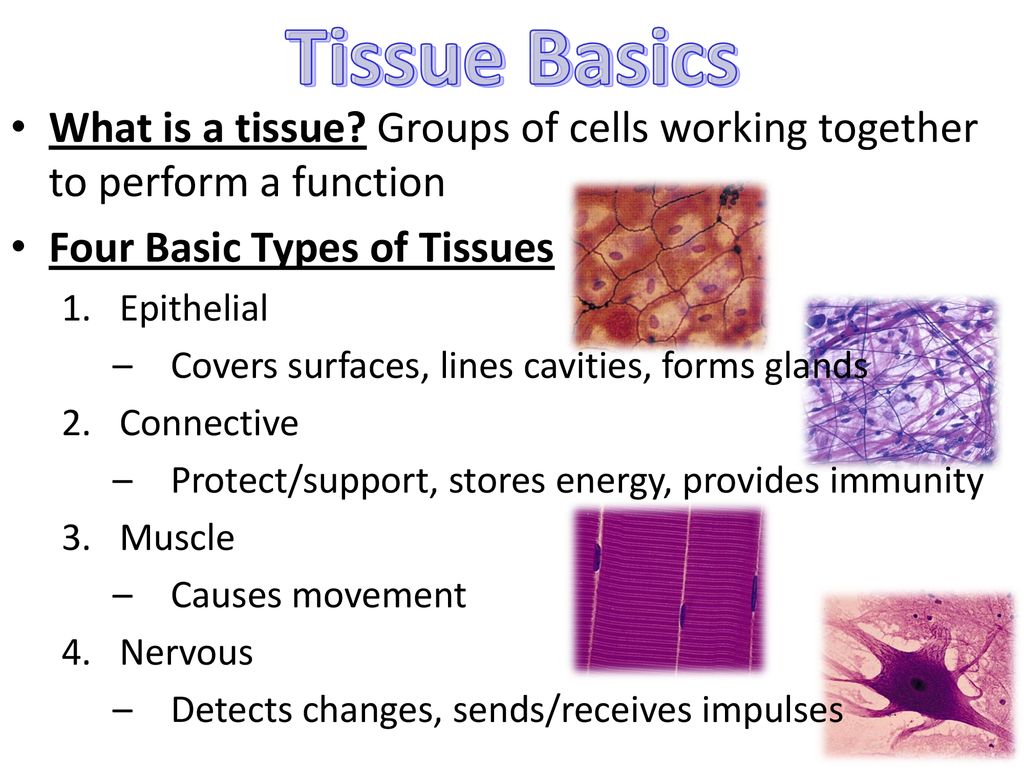 Tissue Basics What is a tissue Groups of cells working together to perform a function. Four Basic Types of Tissues.