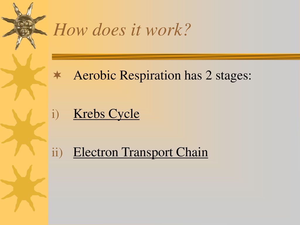 How does it work Aerobic Respiration has 2 stages: Krebs Cycle