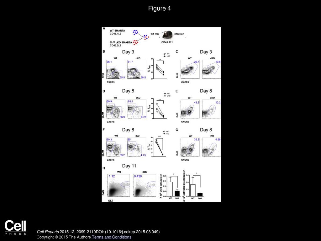 Figure 4 Loss of TCF1 Causes a Cell-Intrinsic Defect in TFH Cell Differentiation Early after Infection.