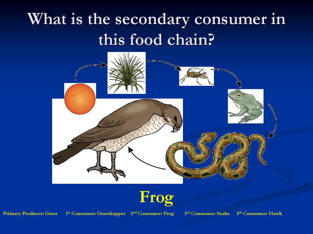 What in the World End of the Year Review Game Biology Diagrams