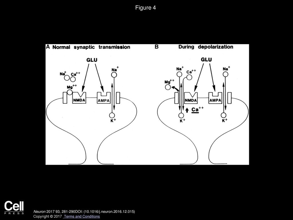 Figure 4 Model for the Induction of LTP in the CA1 Region of the Hippocampus.