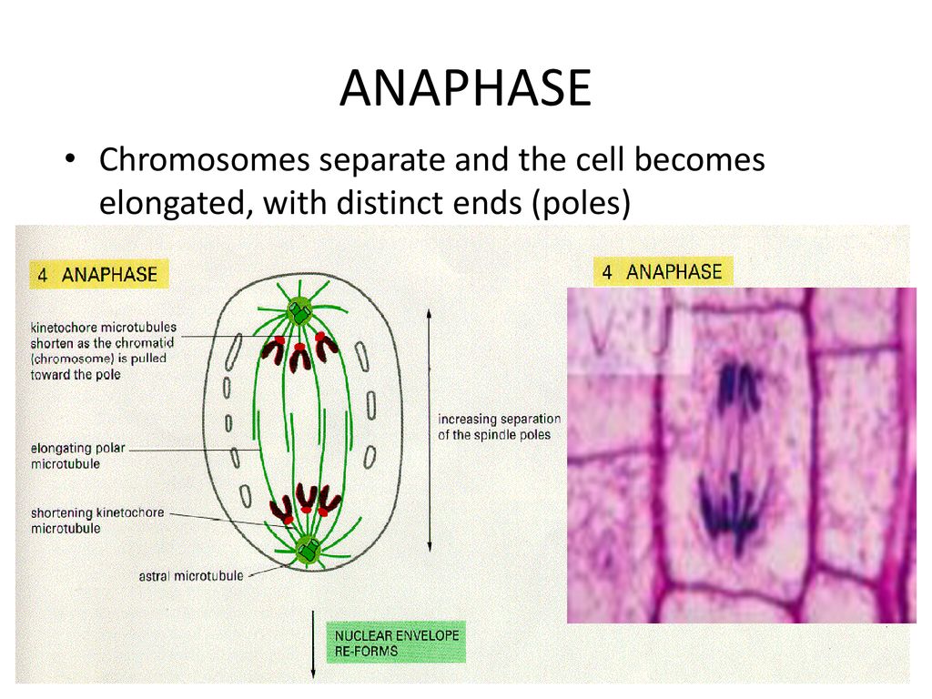 CELL CYCLE Over time, many of the cells die and need to be replaced ... Biology Diagrams