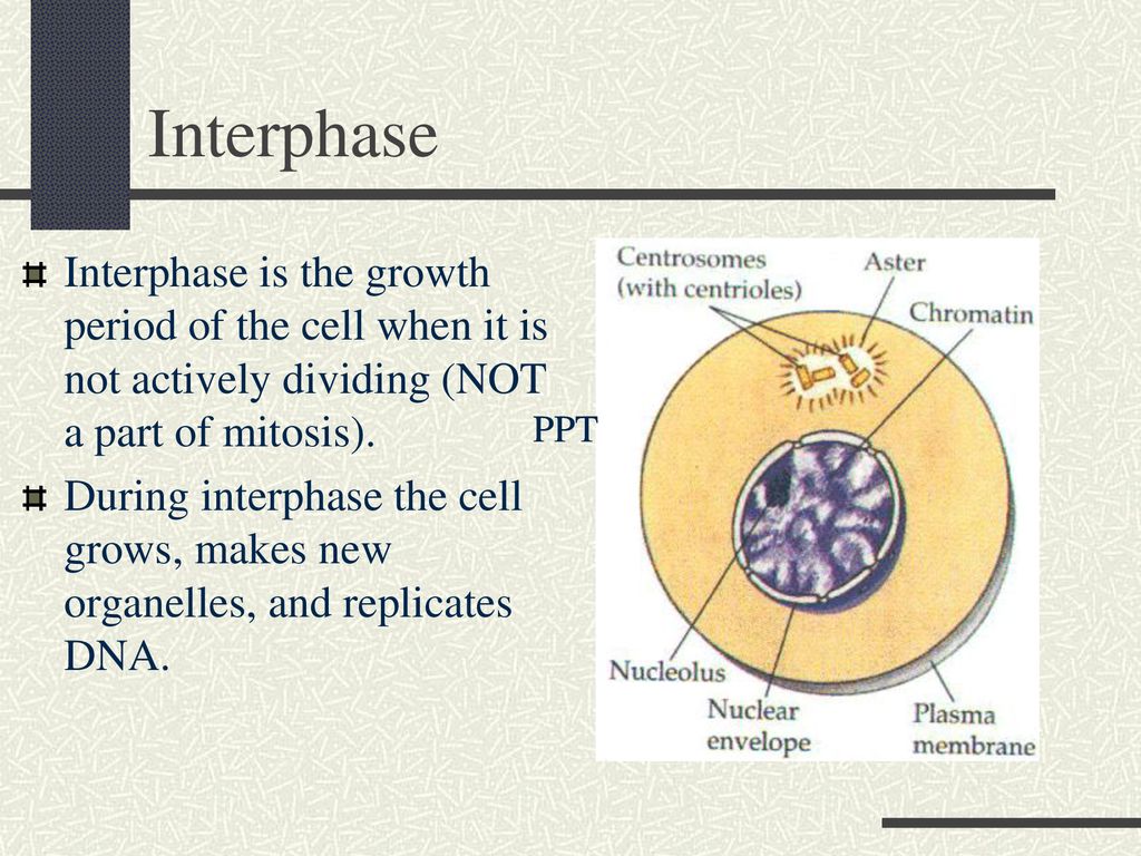 Growth of Cells The growth of a cell depends on two things: Biology Diagrams