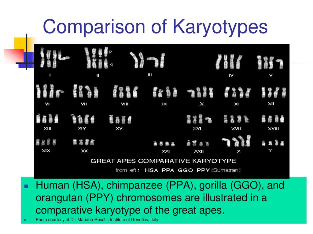Comparison of Karyotypes